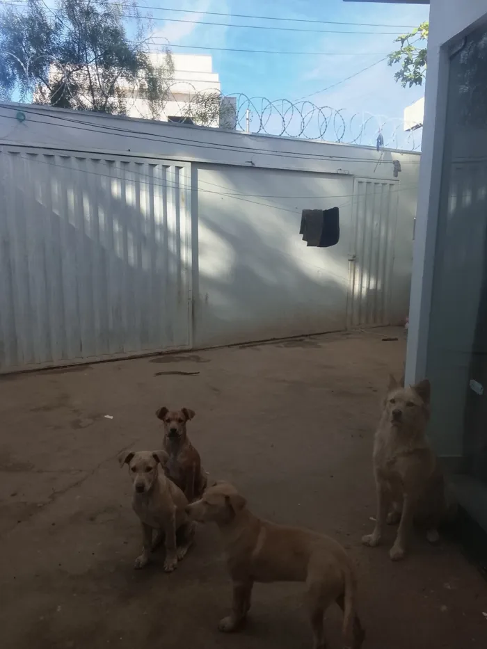 Cachorro raça SRD-ViraLata idade 2 a 6 meses nome Marronzinho