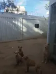 Marronzinho