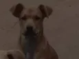 Marronzinho