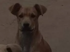 Cachorro raça SRD-ViraLata idade 2 a 6 meses nome Marronzinho