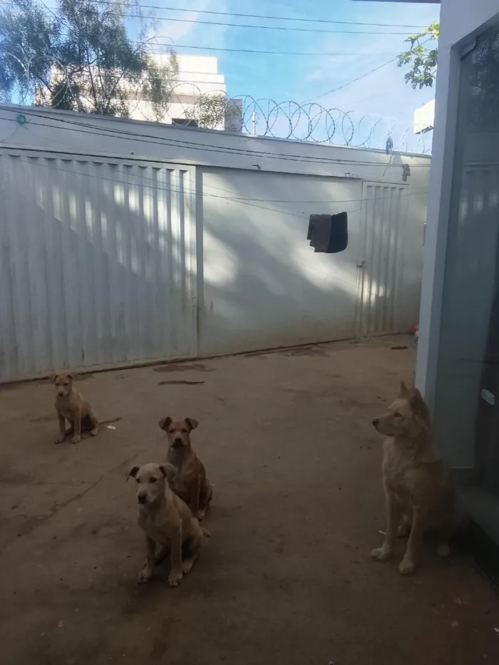 Cachorro raça SRD-ViraLata idade 2 a 6 meses nome gordinho