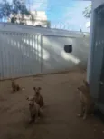 gordinho