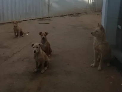Cachorro raça SRD-ViraLata idade 2 a 6 meses nome gordinho