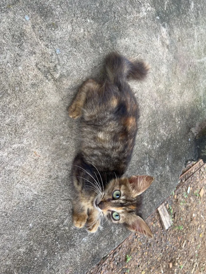 Gato raça SRD-ViraLata idade Abaixo de 2 meses nome Foram abandonadas
