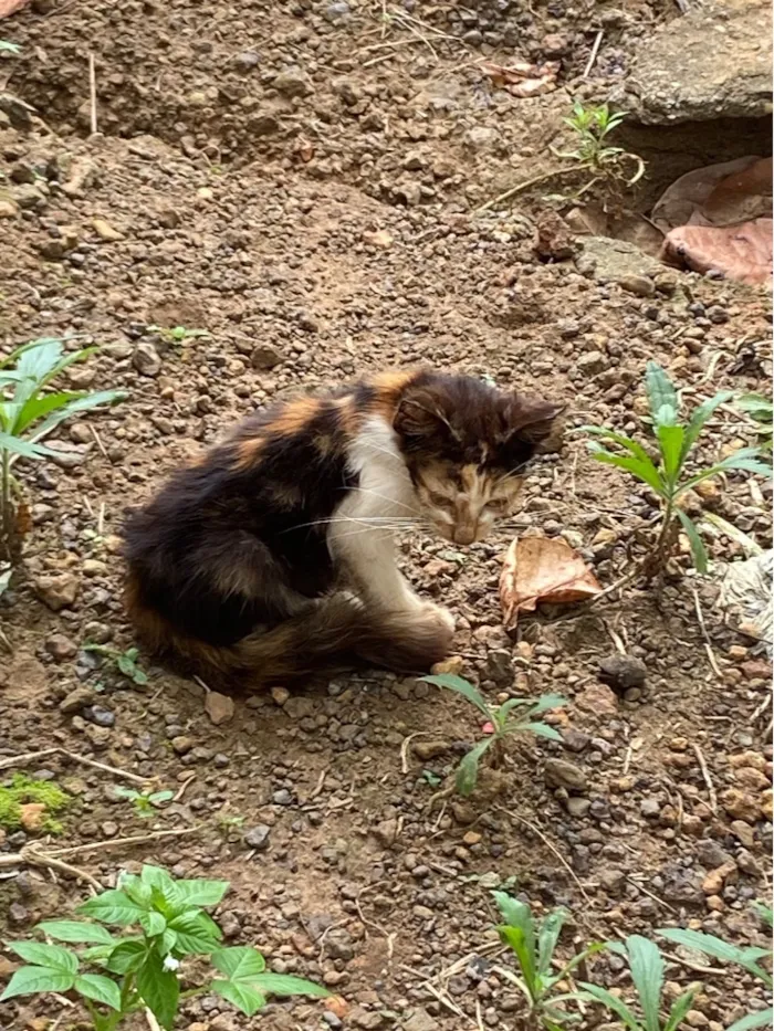 Gato raça SRD-ViraLata idade Abaixo de 2 meses nome Foram abandonadas