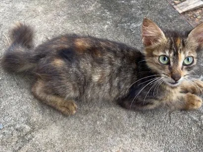 Gato raça SRD-ViraLata idade Abaixo de 2 meses nome Foram abandonadas