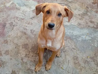 Cachorro raça SRD-ViraLata idade 7 a 11 meses nome lucke