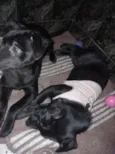 Ravena e helena