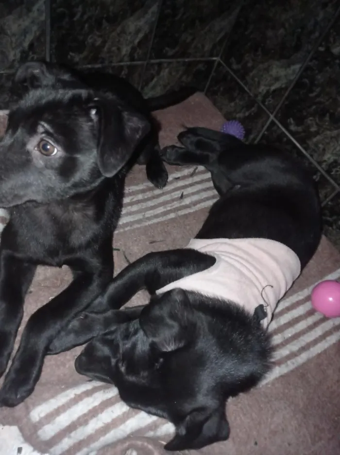 Cachorro raça Labrador idade 2 a 6 meses nome Ravena e helena