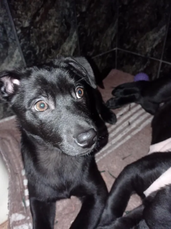 Cachorro raça Labrador idade 2 a 6 meses nome Ravena e helena