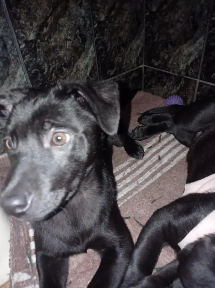 Cachorro raça Labrador idade 2 a 6 meses nome Ravena e helena