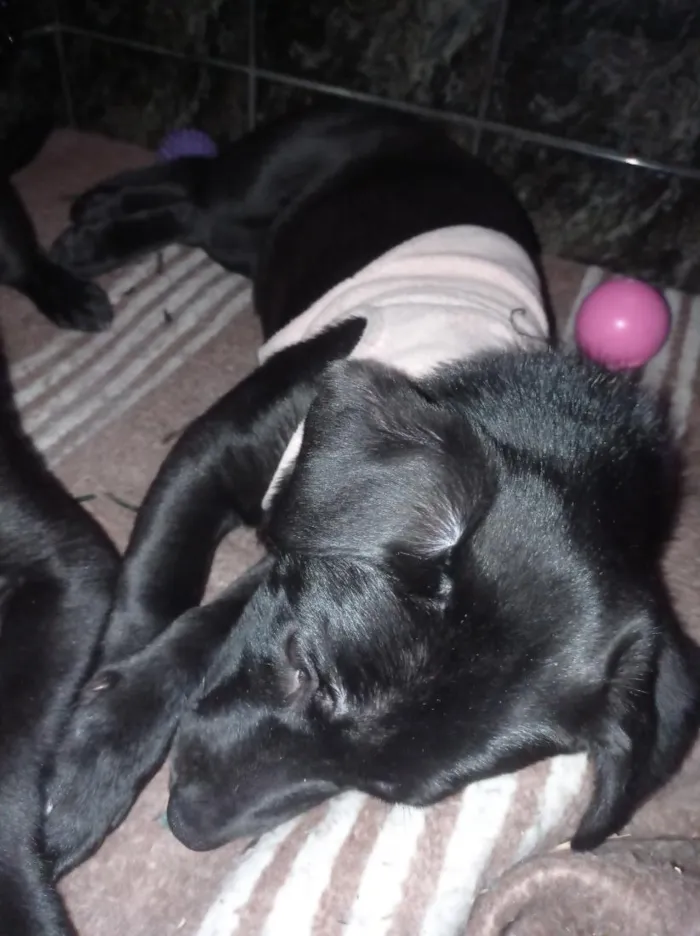 Cachorro raça Labrador idade 2 a 6 meses nome Ravena e helena