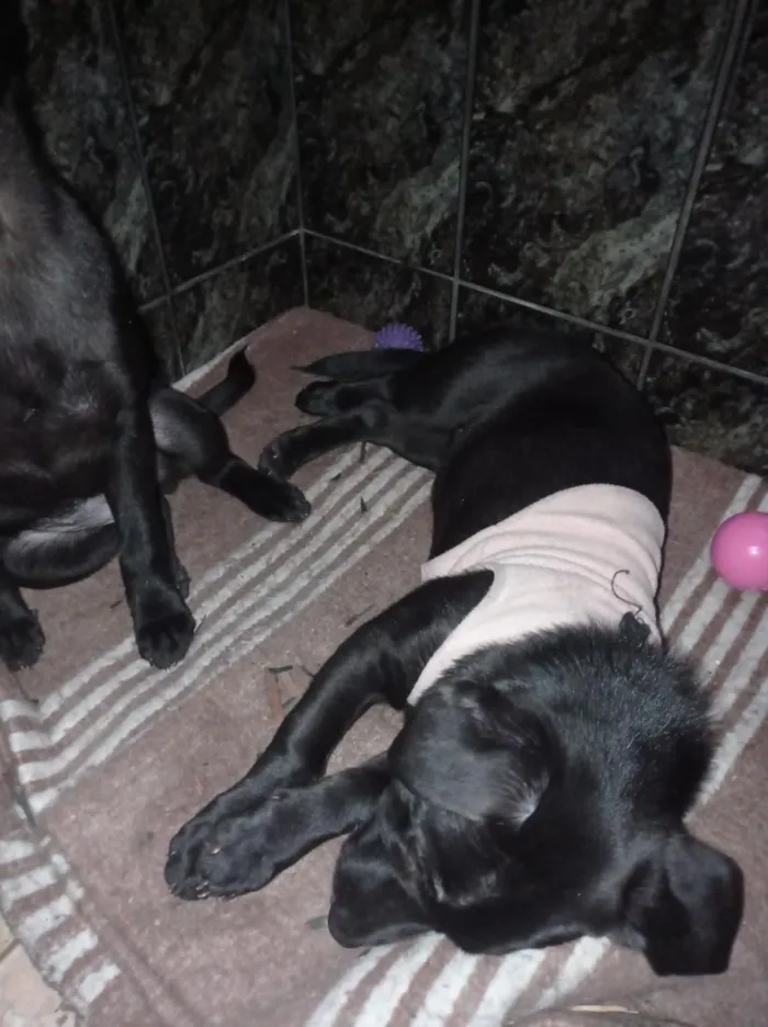 Cachorro raça Labrador idade 2 a 6 meses nome Ravena e helena