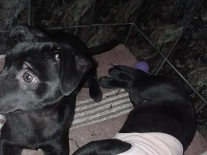 Cachorro raça Labrador idade 2 a 6 meses nome Ravena e helena