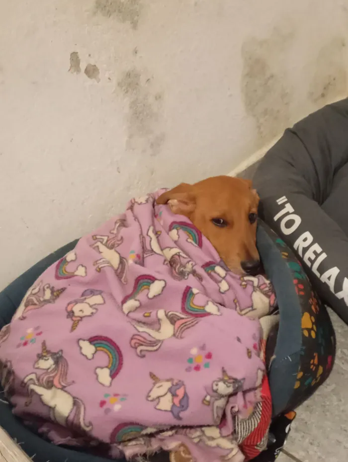 Cachorro raça SRD-ViraLata idade 7 a 11 meses nome lucke