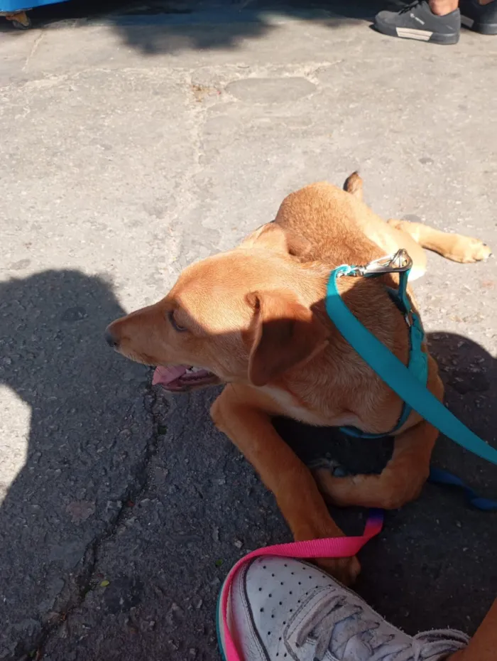 Cachorro raça SRD-ViraLata idade 7 a 11 meses nome lucke