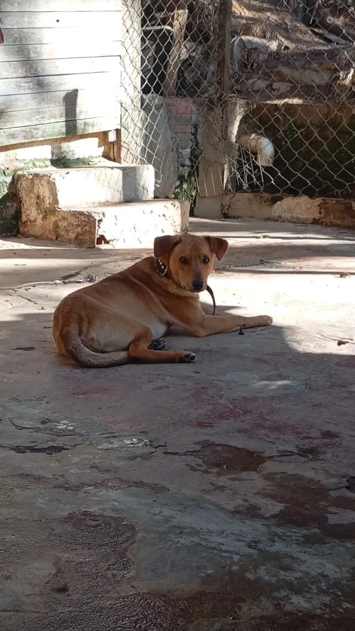 Cachorro raça SRD-ViraLata idade 7 a 11 meses nome lucke