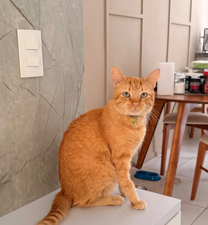 Gato raça SRD-ViraLata idade 2 anos nome Garfield