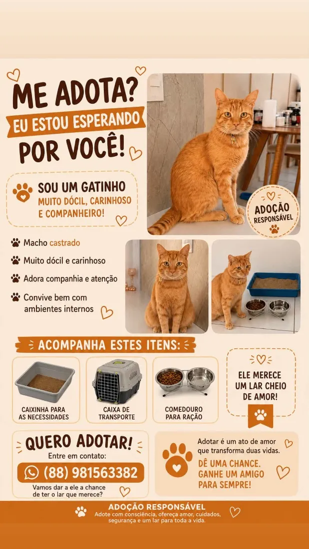Gato raça SRD-ViraLata idade 2 anos nome Garfield