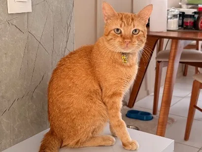 Gato raça SRD-ViraLata idade 2 anos nome Garfield