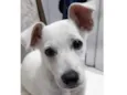 Apolo 