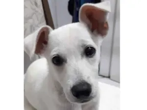 Cachorro raça SRD-ViraLata idade 2 a 6 meses nome Apolo 