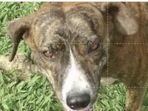 Cachorro raça SRD-ViraLata idade 1 ano nome Tigresa 
