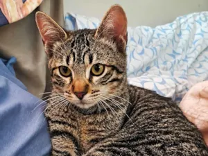 Gato raça SRD-ViraLata idade 2 a 6 meses nome gato cinza filhote 