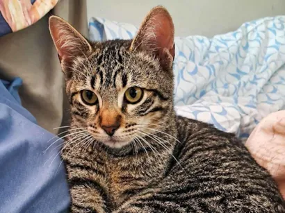 Gato raça SRD-ViraLata idade 2 a 6 meses nome gato cinza filhote 