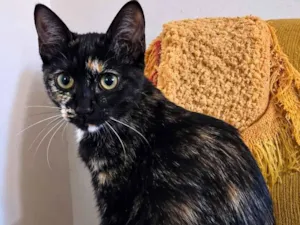 Gato raça SRD-ViraLata idade 2 a 6 meses nome gatinhas machadinhas