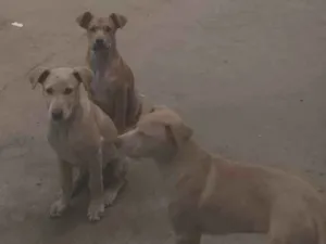 Cachorro raça SRD-ViraLata idade 2 a 6 meses nome Marronzinho