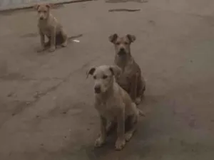 Cachorro raça SRD-ViraLata idade 2 a 6 meses nome gordinho