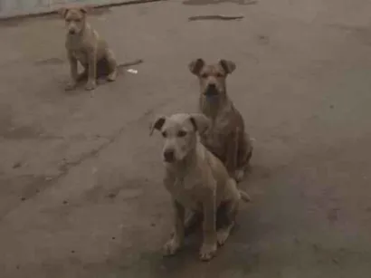 Cachorro raça SRD-ViraLata idade 2 a 6 meses nome gordinho