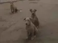 gordinho