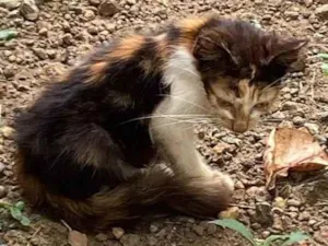 Gato raça SRD-ViraLata idade Abaixo de 2 meses nome Foram abandonadas