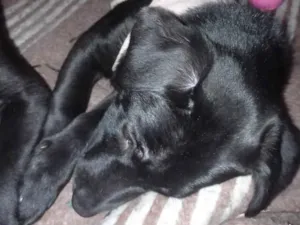 Cachorro raça Labrador idade 2 a 6 meses nome Ravena e helena