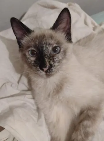 Gato raça SRD-ViraLata idade 1 ano nome Anya