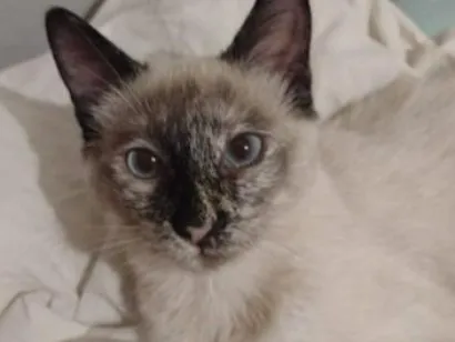 Gato raça SRD-ViraLata idade 1 ano nome Anya