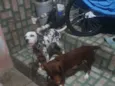 belinha 