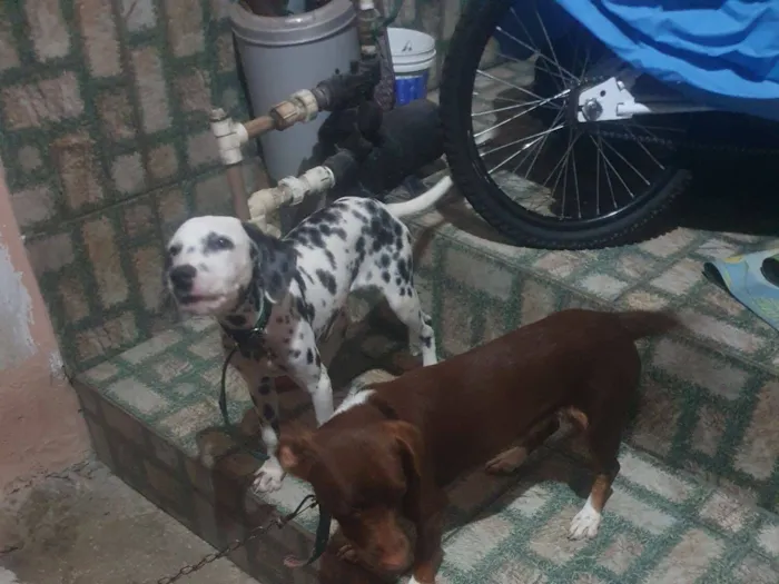 Cachorro raça Basset-Cofap idade 1 ano nome belinha 