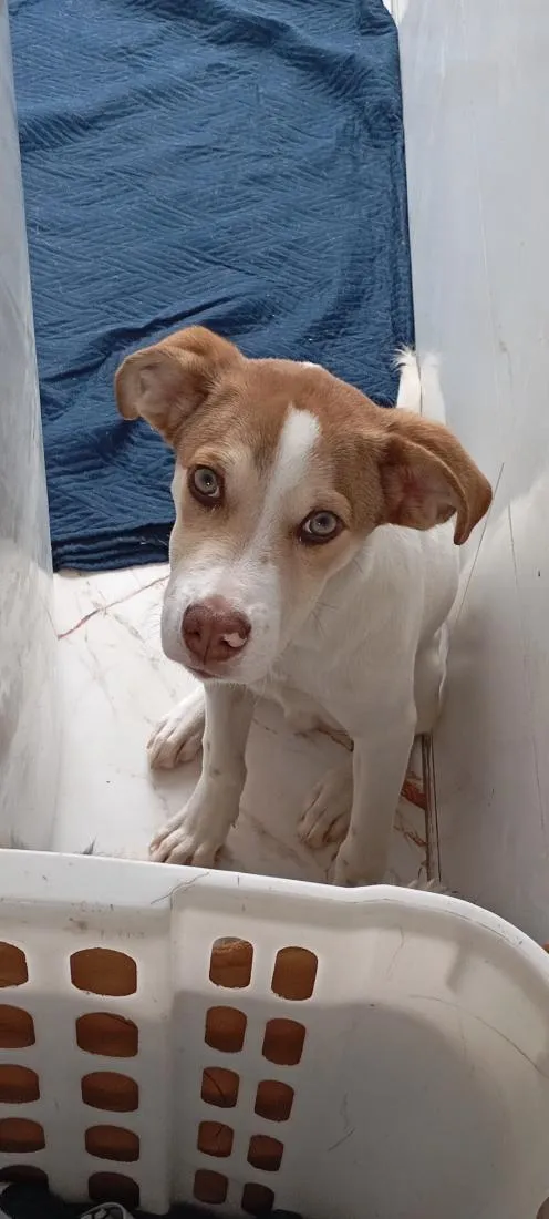 Cachorro raça SRD-ViraLata idade 2 a 6 meses nome Bethoven
