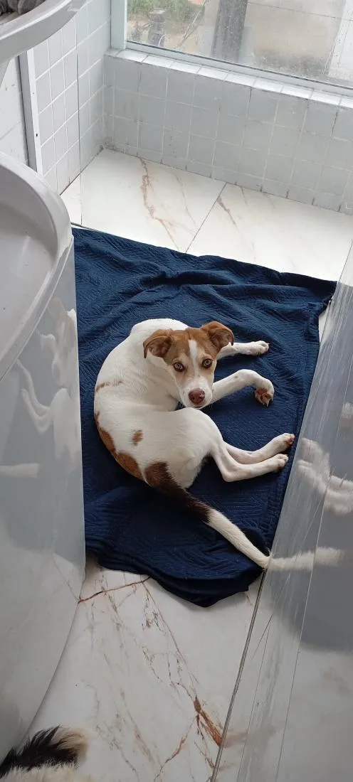 Cachorro raça SRD-ViraLata idade 2 a 6 meses nome Bethoven