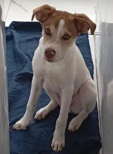 Cachorro raça SRD-ViraLata idade 2 a 6 meses nome Bethoven