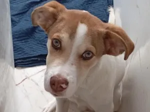 Cachorro raça SRD-ViraLata idade 2 a 6 meses nome Bethoven
