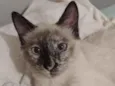 Anya