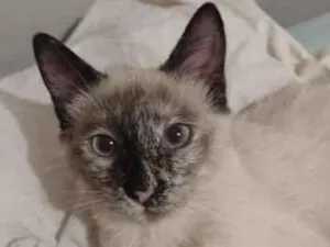 Gato raça SRD-ViraLata idade 1 ano nome Anya