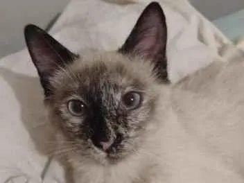 Gato raça SRD-ViraLata idade 1 ano nome Anya