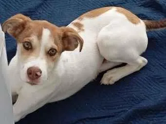 Cachorro raça SRD-ViraLata idade 2 a 6 meses nome Bethoven