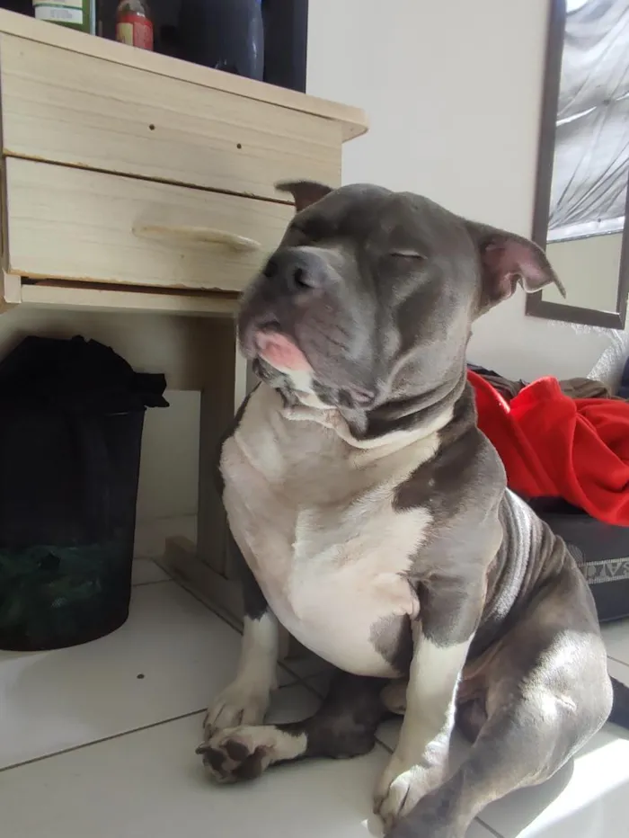 Cachorro raça SRD-ViraLata idade 3 anos nome Tony