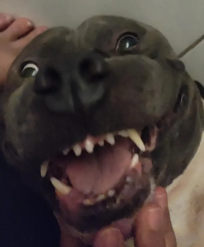 Cachorro raça SRD-ViraLata idade 3 anos nome Tony